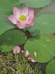 Christy 03 Lotus